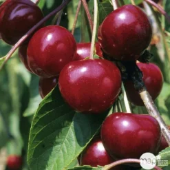 Cerisier Griotte Montmorency : ½ Tige, 4-5 Ans, H 170-180 Cm 9 Cerisier Griotte Montmorency : ½ Tige, 4-5 Ans, H 170-180 Cm -Promos Jardesia Magasin 37611 004