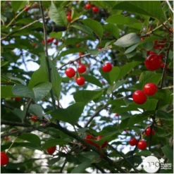 Cerisier Griotte Montmorency : ½ Tige, 4-5 Ans, H 170-180 Cm 10 Cerisier Griotte Montmorency : ½ Tige, 4-5 Ans, H 170-180 Cm -Promos Jardesia Magasin 37611 006