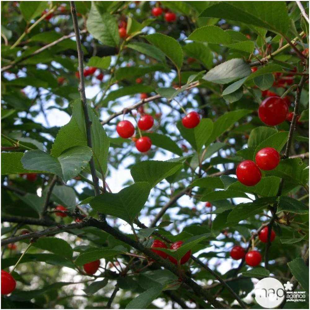 Cerisier Griotte Montmorency : ½ Tige, 4-5 Ans, H 170-180 Cm 4 Cerisier Griotte Montmorency : ½ Tige, 4-5 Ans, H 170-180 Cm – Image 4