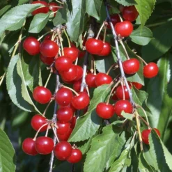 Cerisier Griotte Montmorency : ½ Tige, 4-5 Ans, H 170-180 Cm 13 Cerisier Griotte Montmorency : ½ Tige, 4-5 Ans, H 170-180 Cm -Promos Jardesia Magasin 37611 010