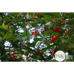 Cerisier Griotte De Montmorency : Gobelet 3 Ans D'âge Ctr 12 Litres 13 Cerisier Griotte De Montmorency : Gobelet 3 Ans D'âge Ctr 12 Litres -Promos Jardesia Magasin 37613 004