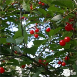 Cerisier Griotte De Montmorency : Gobelet 3 Ans D'âge Ctr 12 Litres 10 Cerisier Griotte De Montmorency : Gobelet 3 Ans D'âge Ctr 12 Litres -Promos Jardesia Magasin 37613 006