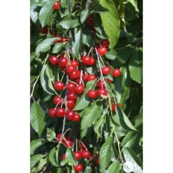 Cerisier Griotte De Montmorency : Gobelet 3 Ans D'âge Ctr 12 Litres 9 Cerisier Griotte De Montmorency : Gobelet 3 Ans D'âge Ctr 12 Litres -Promos Jardesia Magasin 37613 007