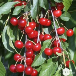 Cerisier Griotte De Montmorency : Gobelet 3 Ans D'âge Ctr 12 Litres 11 Cerisier Griotte De Montmorency : Gobelet 3 Ans D'âge Ctr 12 Litres -Promos Jardesia Magasin 37613 008