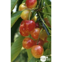 Cerisier Bigarreau Napoléon : Gobelet 3 Ans D'âge Ctr 12 Litres 8 Cerisier Bigarreau Napoléon : Gobelet 3 Ans D'âge Ctr 12 Litres -Promos Jardesia Magasin 37627 004