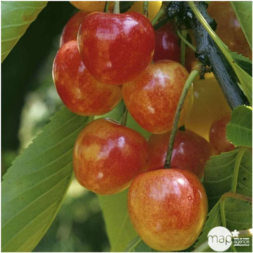 Cerisier Bigarreau Napoléon : Gobelet 3 Ans D'âge Ctr 12 Litres 5 Cerisier Bigarreau Napoléon : Gobelet 3 Ans D'âge Ctr 12 Litres – Image 5