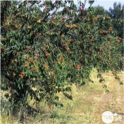 Cerisier Bigarreau Napoléon : Gobelet 3 Ans D'âge Ctr 12 Litres 7 Cerisier Bigarreau Napoléon : Gobelet 3 Ans D'âge Ctr 12 Litres -Promos Jardesia Magasin 37627 007