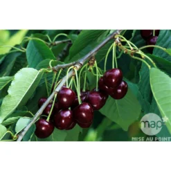 Cerisier Bigarreau Reverchon : Gobelet 3 Ans D'âge Ctr 12 Litres 5 Cerisier Bigarreau Reverchon : Gobelet 3 Ans D'âge Ctr 12 Litres -Promos Jardesia Magasin 37634 003