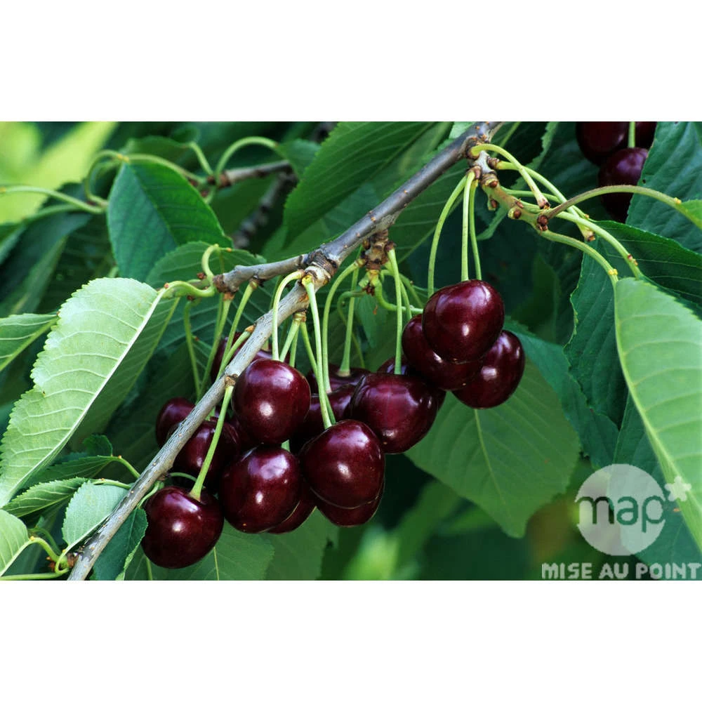 Cerisier Bigarreau Reverchon : Gobelet 3 Ans D'âge Ctr 12 Litres 3 Cerisier Bigarreau Reverchon : Gobelet 3 Ans D'âge Ctr 12 Litres – Image 3