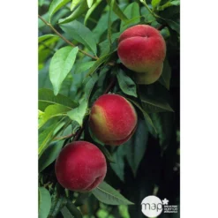 Pêcher à Chair Blanche Amsden : Demi Tige Ctr 15 Litres 5 Pêcher à Chair Blanche Amsden : Demi Tige Ctr 15 Litres -Promos Jardesia Magasin 37642 002