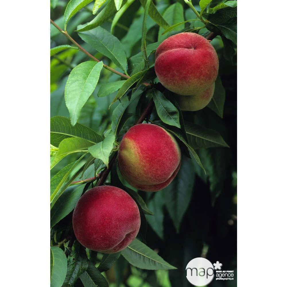 Pêcher à Chair Blanche Amsden : Demi Tige Ctr 15 Litres 3 Pêcher à Chair Blanche Amsden : Demi Tige Ctr 15 Litres – Image 3