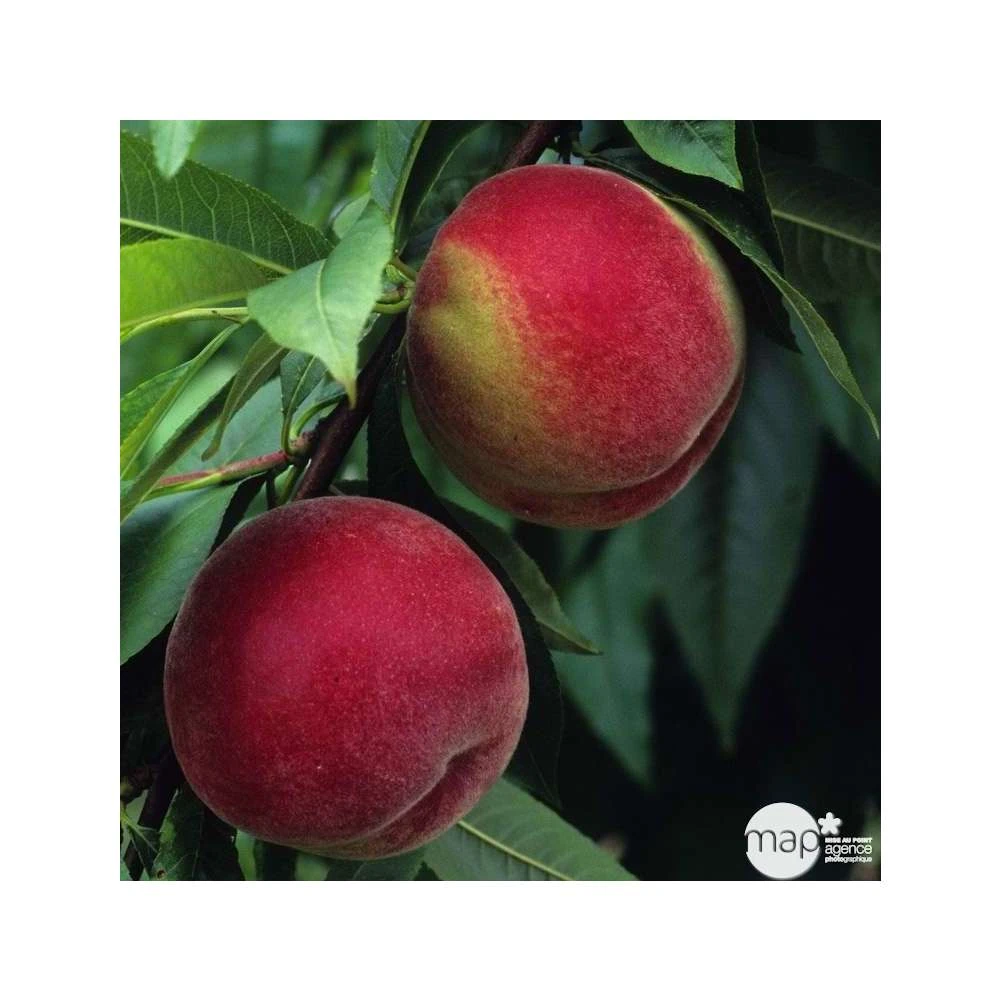 Pêcher à Chair Blanche Amsden : Demi Tige Ctr 15 Litres 2 Pêcher à Chair Blanche Amsden : Demi Tige Ctr 15 Litres – Image 2