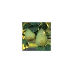 Poirier Beurré Hardy : Gobelet 3 Ans D'âge Ctr 12 Litres -Promos Jardesia Magasin 37673 003