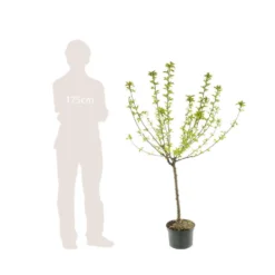 Pommier Belle De Boskoop : Gobelet 3 Ans D'âge Ctr 12 Litres -Promos Jardesia Magasin 37719 006