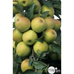 Pommier Golden Delicious : Gobelet 3 Ans D'âge Ctr 12 Litres -Promos Jardesia Magasin 37730 003