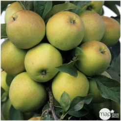 Pommier Golden Delicious : Gobelet 3 Ans D'âge Ctr 12 Litres -Promos Jardesia Magasin 37730 004