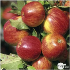 Pommier Jonagold : Gobelet 3 Ans D'âge Ctr 12 Litres -Promos Jardesia Magasin 37759 004