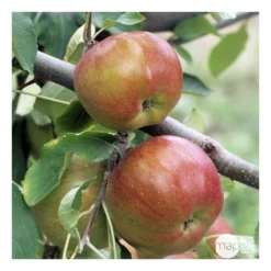 Pommier Melrose : ½ Tige, 4-5 Ans, H 170-180 Cm -Promos Jardesia Magasin 37765 008