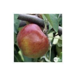 Pommier Melrose : Gobelet 3 Ans D'âge Ctr 12 Litres -Promos Jardesia Magasin 37769 004