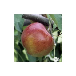 Pommier Melrose : Gobelet 3 Ans D'âge Ctr 12 Litres