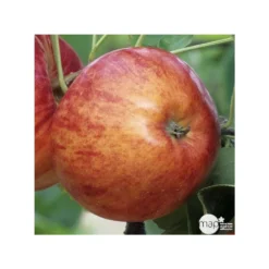 Pommier Reine Des Reinettes : Gobelet 3 Ans D'âge Ctr 12 Litres -Promos Jardesia Magasin 37779 004