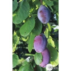 Prunier Quetsche D'Alsace : ½ Tige, 4-5 Ans, H 170-180 Cm 8 Prunier Quetsche D'Alsace : ½ Tige, 4-5 Ans, H 170-180 Cm -Promos Jardesia Magasin 37821 002