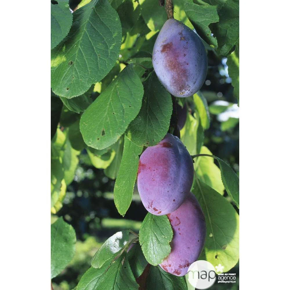 Prunier Quetsche D'Alsace : ½ Tige, 4-5 Ans, H 170-180 Cm 4 Prunier Quetsche D'Alsace : ½ Tige, 4-5 Ans, H 170-180 Cm – Image 4