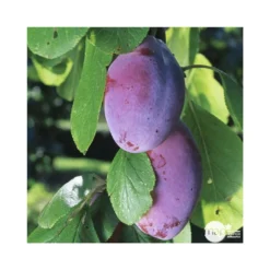 Prunier Quetsche D'Alsace : ½ Tige, 4-5 Ans, H 170-180 Cm 9 Prunier Quetsche D'Alsace : ½ Tige, 4-5 Ans, H 170-180 Cm -Promos Jardesia Magasin 37821 003