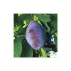 Prunier Quetsche D'Alsace : ½ Tige, 4-5 Ans, H 170-180 Cm 7 Prunier Quetsche D'Alsace : ½ Tige, 4-5 Ans, H 170-180 Cm -Promos Jardesia Magasin 37821 005