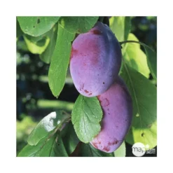 Prunier Quetsche D'Alsace : Gobelet 3 Ans D'âge Ctr 12 Litres 9 Prunier Quetsche D'Alsace : Gobelet 3 Ans D'âge Ctr 12 Litres -Promos Jardesia Magasin 37823 004