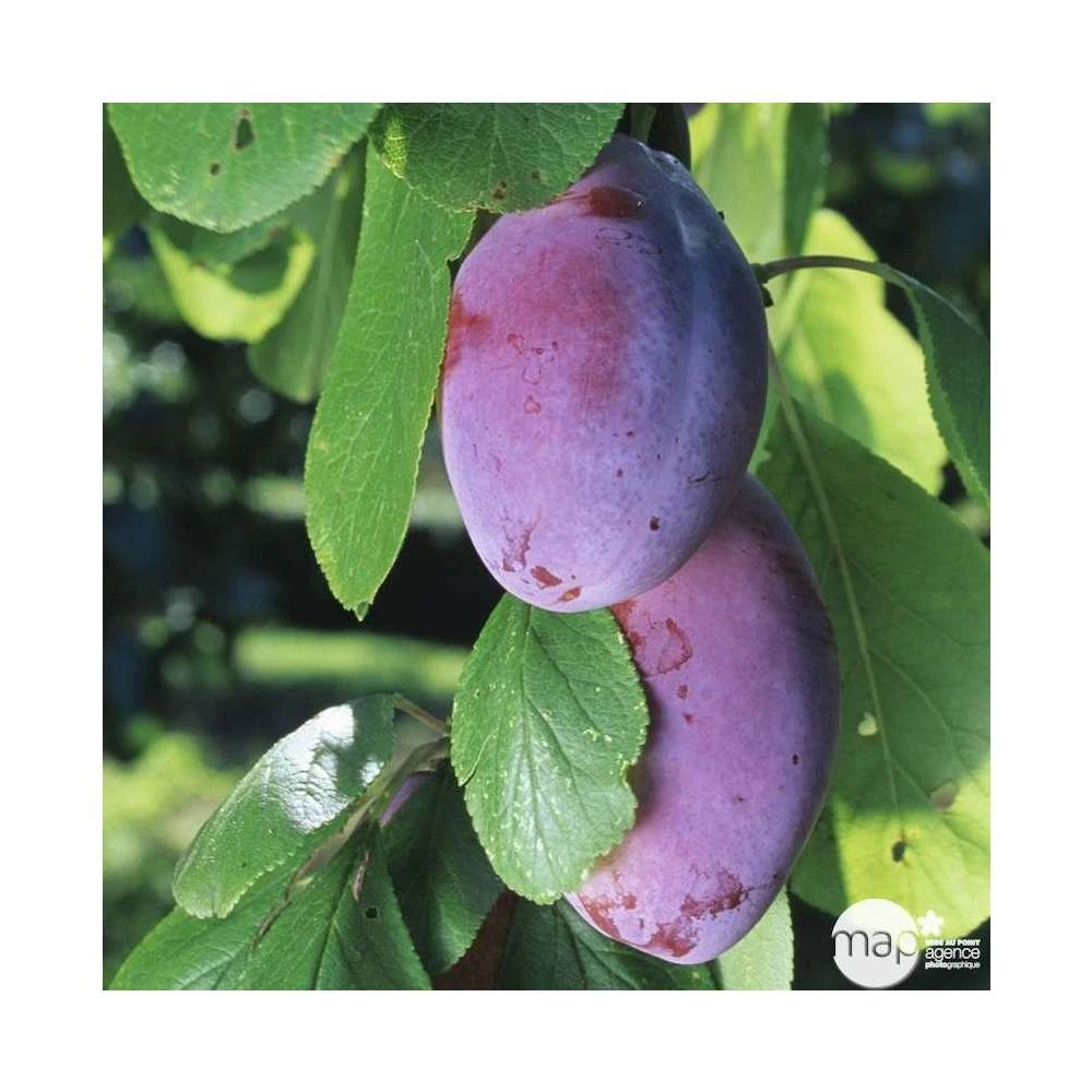 Prunier Quetsche D'Alsace : Gobelet 3 Ans D'âge Ctr 12 Litres 5 Prunier Quetsche D'Alsace : Gobelet 3 Ans D'âge Ctr 12 Litres – Image 5