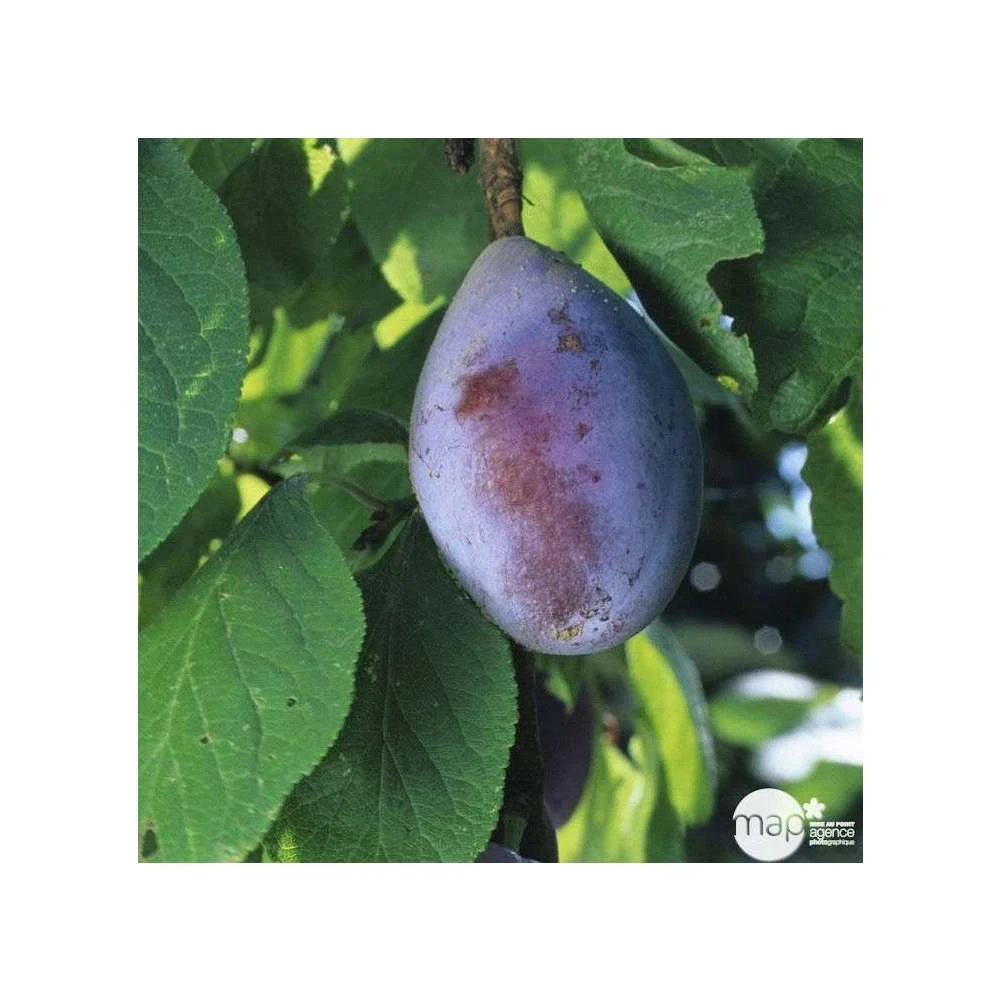 Prunier Quetsche D'Alsace : Gobelet 3 Ans D'âge Ctr 12 Litres 3 Prunier Quetsche D'Alsace : Gobelet 3 Ans D'âge Ctr 12 Litres – Image 3