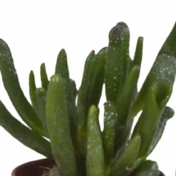 Succulentes, Box De 10 Plantes - H13cm, ø5,5cm - Plantes D'intérieur 8 Succulentes, Box De 10 Plantes - H13cm, ø5,5cm - Plantes D'intérieur -Promos Jardesia Magasin 38597c9dc9524b65