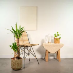 Yucca Et Son Cache-pot Doré - H100cm, ø21cm - Très Grande Plante D'intérieur -Promos Jardesia Magasin 385b4fe1d663551d