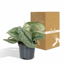 Pothos Scindapsus Pictus Epipremnum - H15cm, ø12cm - Plante D'intérieur Tombante 9 Pothos Scindapsus Pictus Epipremnum - H15cm, ø12cm - Plante D'intérieur Tombante -Promos Jardesia Magasin 38bd88a072b8a259
