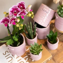 Orchidée Rose/violet Phalaenopsis - H35cm, ø9cm - Plante D'intérieur Fleurie -Promos Jardesia Magasin 38e2787e6d378e6a