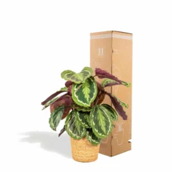 Calathea Médaillon Et Son Panier Naturel - H65cm, ø19cm - Plante D'intérieur 8 Calathea Médaillon Et Son Panier Naturel - H65cm, ø19cm - Plante D'intérieur -Promos Jardesia Magasin 39375a6afe5bd28e