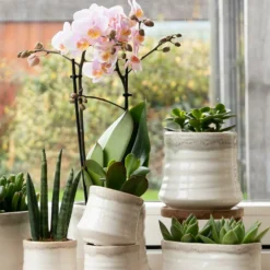 Crassula - H11cm, ø6cm - Plante D'intérieur -Promos Jardesia Magasin 395bb3a15339b15d