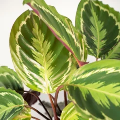 Calathea Medallion - H65cm, ø19cm - Plante D'intérieur -Promos Jardesia Magasin 39e599efe106b913