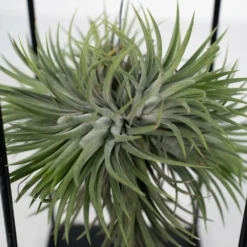 Tillandsia Et Son Support En Cube - H35cm, ø20cm - Plante D'intérieur Tombante 7 Tillandsia Et Son Support En Cube - H35cm, ø20cm - Plante D'intérieur Tombante -Promos Jardesia Magasin 3a8531a0d40b3602