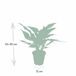 Aglaonema Maria - H30cm, ø12cm - Plante D'intérieur -Promos Jardesia Magasin 3baf4ef3152d85dd