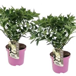 Set De 2 Hortensias Confetti - Pot ⌀19 Cm - H. 20-30cm (hauteur Pot Incluse)