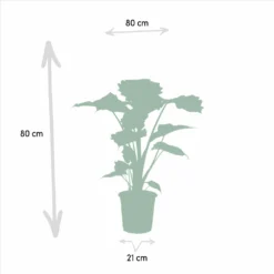 Alocasia Portodora - H80cm, ø21cm - Grande Plante D'intérieur 8 Alocasia Portodora - H80cm, ø21cm - Grande Plante D'intérieur -Promos Jardesia Magasin 3f23312ed24acc25