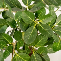 Ficus Benghalensis - H75cm, ø21cm - Grande Plante D'intérieur -Promos Jardesia Magasin 3f3b63b3e155378d