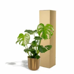 Monstera Deliciosa Et Son Cache-pot Doré - H80cm, ø21cm - Grande Plante D'intérieur -Promos Jardesia Magasin 3fd55cfe91099f58