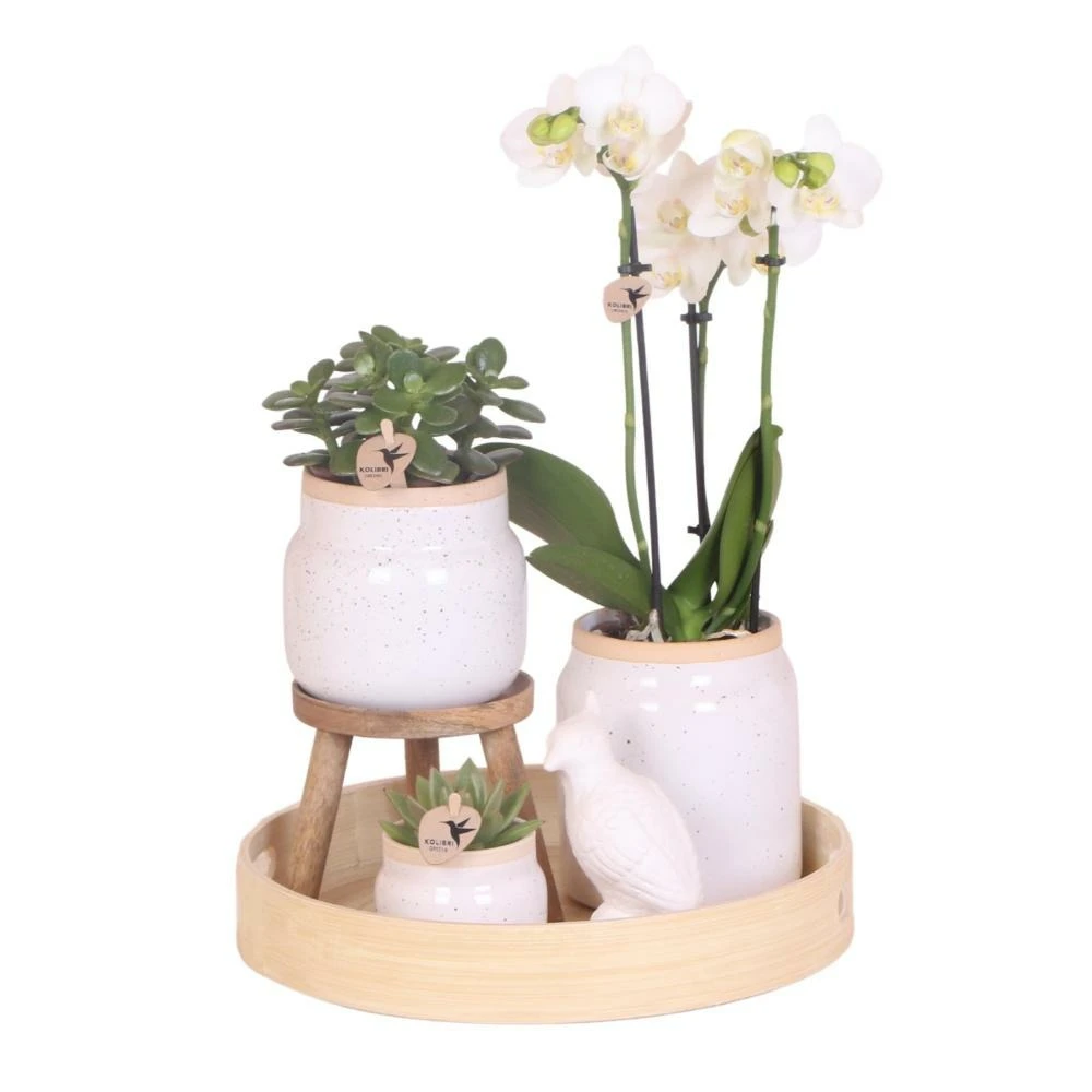 Ensemble Complet De Plantes Vertes Blanches Vintage Avec Orchidée Phalaenopsis Blanche Dans Un Pot Décoratif Vintage 1 Ensemble Complet De Plantes Vertes Blanches Vintage Avec Orchidée Phalaenopsis Blanche Dans Un Pot Décoratif Vintage