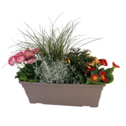 Jardinière De Bisannuelles Et Vivaces 40 Cm - Coloris Variables -Promos Jardesia Magasin 417571 005