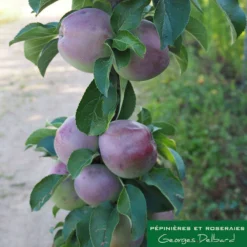 Pommier Colonnaire Chinon : Conteneur 12 Litres -Promos Jardesia Magasin 423700 001