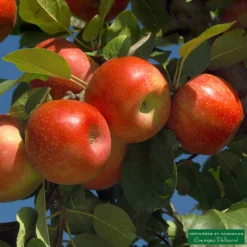 Pommier Ariane : Gobelet 3 Ans D'âge -Promos Jardesia Magasin 427320 001