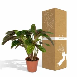 Calathea Flamestar - H75cm, ø19cm - Grande Plante D'intérieur 9 Calathea Flamestar - H75cm, ø19cm - Grande Plante D'intérieur -Promos Jardesia Magasin 42cf26d6aec70c6e